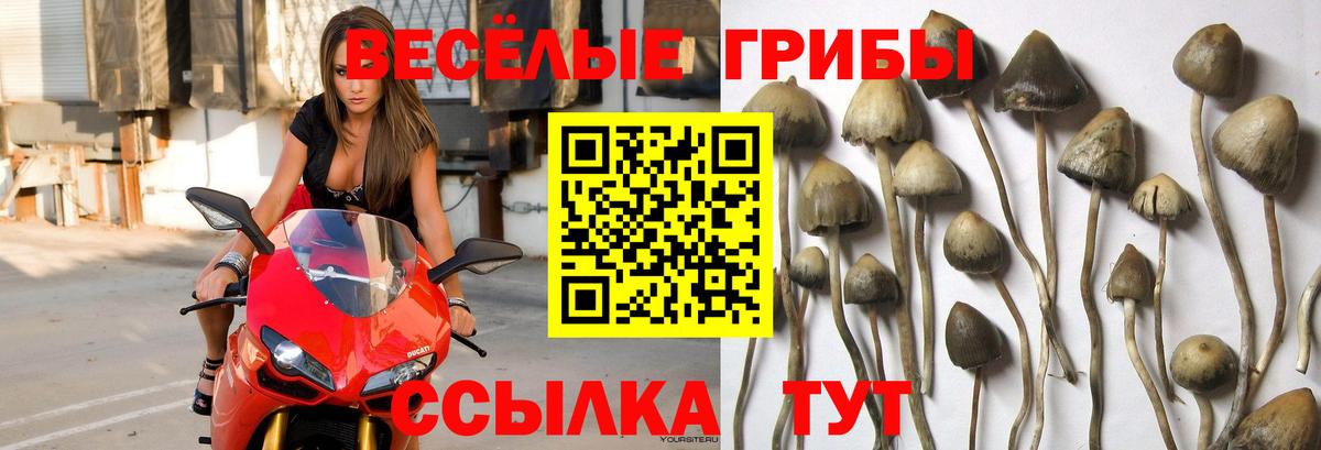 Псилоцибиновые грибы MAGIC MUSHROOMS  где можно купить наркотик  Галлюциногенные грибы Psilocybine cubensis  Еманжелинск  Вход с VPN 